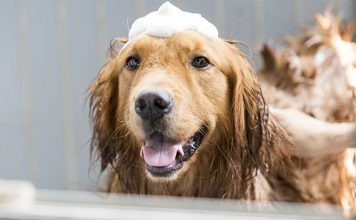 Chăm sóc lông chó Golden Retriever – Những lưu ý bạn cần biết