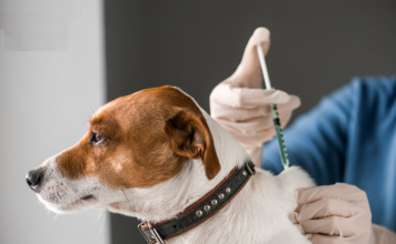 Kinh nghiệm chăm sóc chó con sau khi chích ngừa vaccine