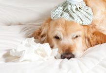Chăm sóc chó bị viêm phổi – Triệu chứng và cách chữa trị