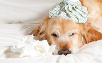 Chăm sóc chó bị viêm phổi – Triệu chứng và cách chữa trị