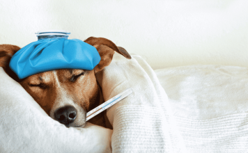 Chăm sóc chó bị đường ruột: Nguyên nhân, triệu chứng