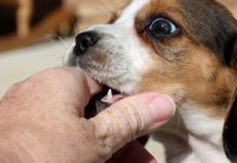 Mách bạn cách xử lý khi bị chó mèo cắn