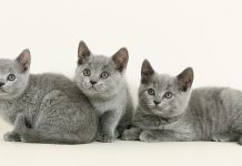 Tìm hiểu về giống mèo Chartreux – Vẻ đẹp và tính cách độc đáo