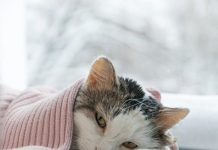 Chăm sóc mèo bị giảm bạch cầu cần lưu ý điều gì?