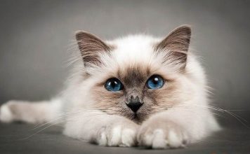 Mèo Miến Điện: Nguồn gốc và đặc điểm tính cách của chúng