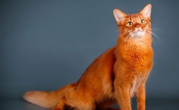 Phân biệt giống mèo Somali và Abyssinian qua nguồn gốc, ngoại hình