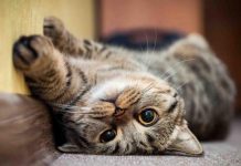 Nên nuôi giống mèo nào? Tiêu chí chọn nuôi mèo ra sao?