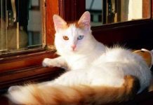 Nguồn gốc và đặc điểm tính cách của Mèo Turkish Van – Mèo Thổ Nhĩ Kỳ