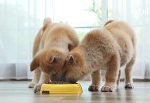 Cách lựa thức ăn cho chó Akita đảm bảo đủ dinh dưỡng và phù hợp