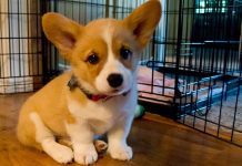 Chó Corgi giá 5 triệu đồng chất lượng ra sao, có lừa đảo không?
