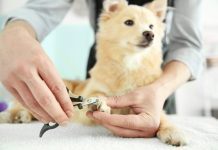 Mách bạn cách cắt móng cho chó an toàn tại nhà
