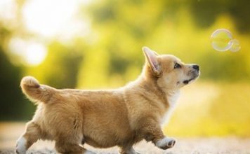 5 yếu tố quyết định giá của chó Corgi