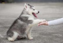 Cách huấn luyện chó Husky và dạy Husky đi vệ sinh đúng chỗ