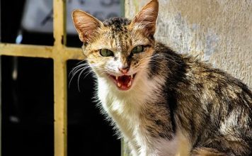 Những dấu hiệu và biểu hiện nhận biết mèo bị dại