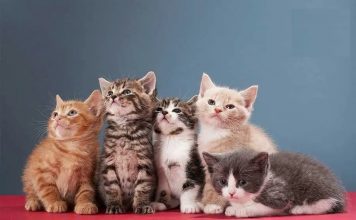 Lưu ý khi phối giống cho mèo cảnh