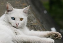 Có nên mua mèo lai giá rẻ về nuôi?