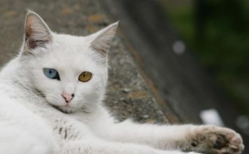 Có nên mua mèo lai giá rẻ về nuôi?