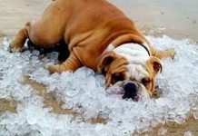 Biểu Hiện Và Cách Sơ Cứu Khi Chó Bị Sốc Nhiệt