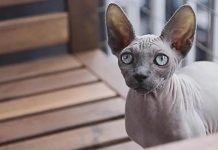 Giống mèo Sphynx: Nét đặc biệt của loài mèo không lông