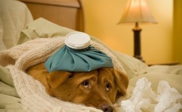 Chó bị cảm lạnh: Nhận biết và cách chữa trị kịp thời