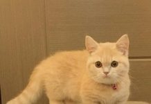 Những giống mèo dễ nuôi cho những người bận rộn