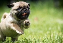 Những giống thú cưng cho người mệnh Thuỷ nên nuôi
