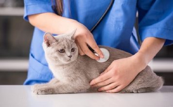 Cần Lưu Ý Gì Khi Tiêm Phòng Cho Mèo Để Bảo Vệ Tối Đa