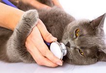 5 Loại Bệnh Thường Gặp Trên Mèo Mà Người Nuôi Mèo Nên Biết