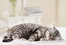 Mèo bị giảm bạch cầu: Tình trạng, nguyên nhân và cách phòng tránh