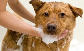 Bọ chét trên chó mèo: Nguyên nhân, triệu chứng và cách chữa trị